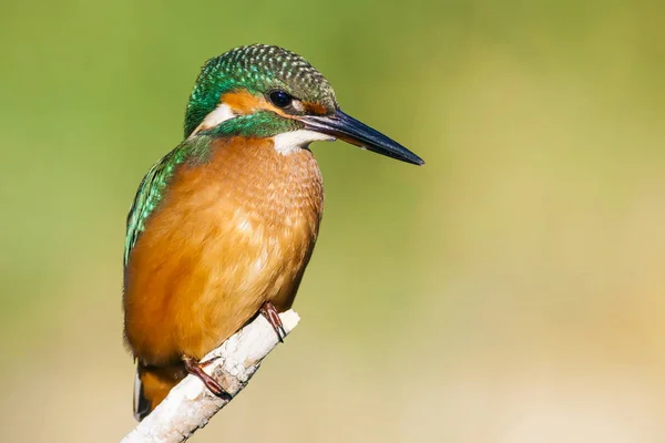 Söt Färgglada Fågel Kungsfiskare Grön Natur Bakgrund — Stockfoto