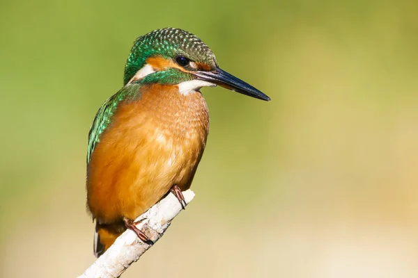 Roztomilý Barevný Pták Kingfisher Zelené Pozadí Přírody — Stock fotografie