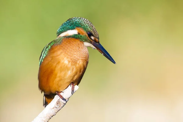 Aranyos Színes Madár Kingfisher Zöld Természeti Háttér — Stock Fotó