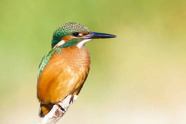 Söt Färgglada Fågel Kungsfiskare Grön Natur Bakgrund — Stockfoto