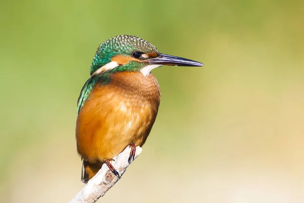 Roztomilý Barevný Pták Kingfisher Zelené Pozadí Přírody — Stock fotografie