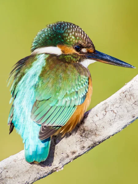 Söt Färgglada Fågel Kungsfiskare Grön Natur Bakgrund — Stockfoto