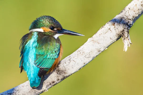 Roztomilý Barevný Pták Kingfisher Zelené Pozadí Přírody — Stock fotografie