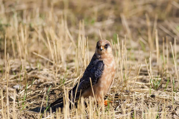 Halcón Falcon Patas Rojas Falco Vespertinus Fondo Naturaleza —  Fotos de Stock