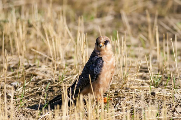 Falcon Kırmızı Ayaklı Şahin Falco Vespertinus Doğa Arka Planı — Stok fotoğraf