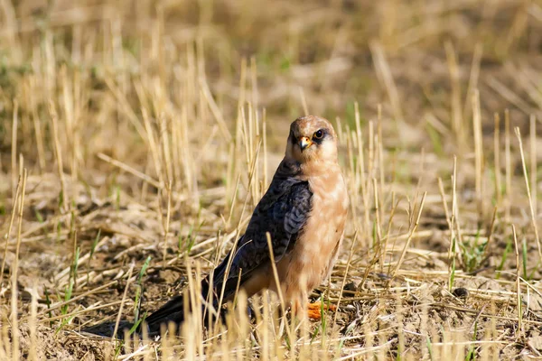 Falcon Kırmızı Ayaklı Şahin Falco Vespertinus Doğa Arka Planı — Stok fotoğraf