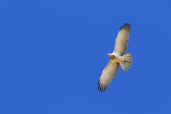 Flying birds. Blue sky background. Birds:Short toed Snake Eagle. Circaetus gallicus