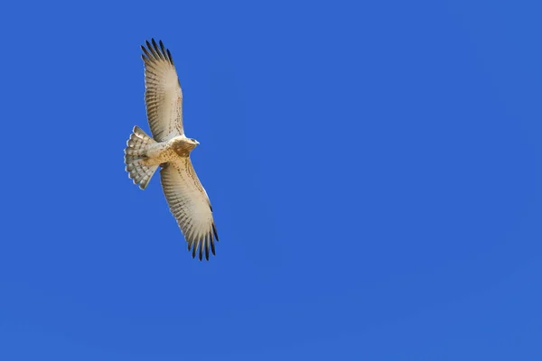 Pájaros Voladores Fondo Cielo Azul Birds Short Toed Snake Eagle — Foto de Stock