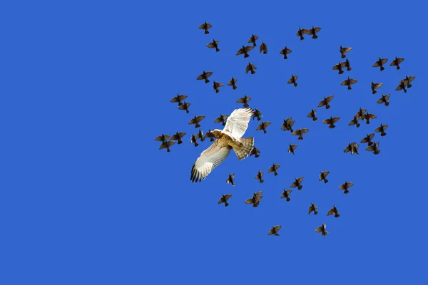 Flying Birds Blue Sky Background Birds Short Toed Snake Eagle — Stock Photo, Image