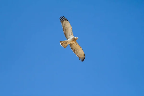 Flying birds. Blue sky background. Birds:Short toed Snake Eagle. Circaetus gallicus