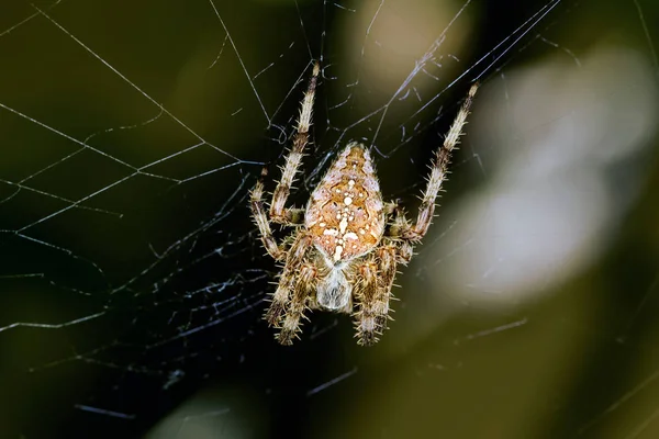 クモを狩るクモは獲物を絹で包む黒い暗い背景 ハント 一般的なハウスフライ — ストック写真