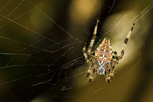 Aranha Caça Aranha Embrulhando Sua Presa Seda Fundo Preto Escuro — Fotografia de Stock