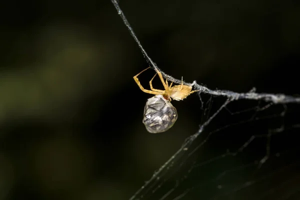 Vadászat Pók Pók Csomagolás Zsákmányt Selyem Fekete Sötét Háttér Vadászat — Stock Fotó