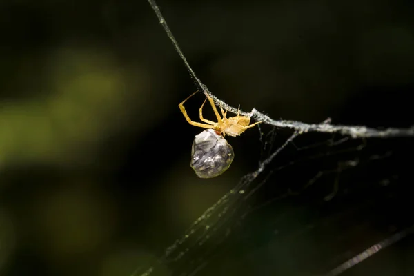 Hunting Spider Spider Wrapping Its Prey Silk Black Dark Background — Stock Photo, Image