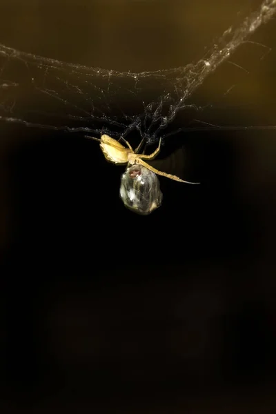 Aranha Caça Aranha Embrulhando Sua Presa Seda Fundo Preto Escuro — Fotografia de Stock