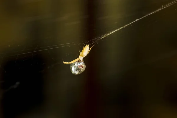 Aranha Caça Aranha Embrulhando Sua Presa Seda Fundo Preto Escuro — Fotografia de Stock