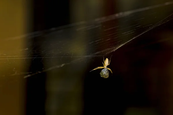 거미는 실크로 먹이를 감싸고 있습니다 어두운 배경입니다 하우스플라이 — 스톡 사진