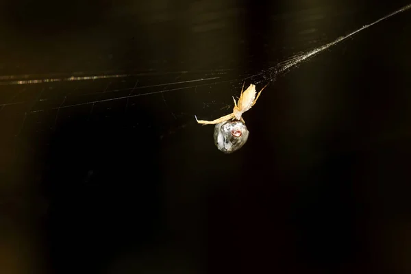 Aranha Caça Aranha Embrulhando Sua Presa Seda Fundo Preto Escuro — Fotografia de Stock