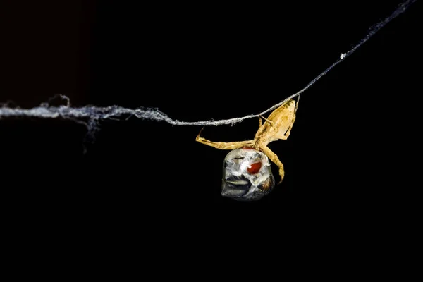 Araña Cazadora Araña Envolviendo Presa Seda Fondo Negro Oscuro Caza — Foto de Stock