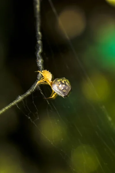 Aranha Caça Aranha Embrulhando Sua Presa Seda Fundo Preto Escuro — Fotografia de Stock