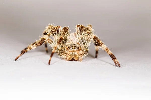 Macro Spider Foto Witte Achtergrond — Stockfoto