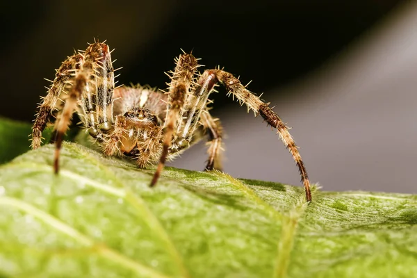 Av örümceği. Örümcek avını ipekle sarıyor. Siyah koyu arka plan. Hunt: ortak housefly.