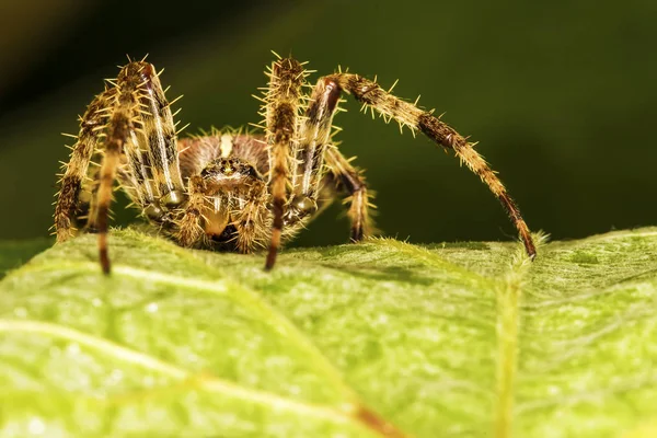 Av örümceği. Örümcek avını ipekle sarıyor. Siyah koyu arka plan. Hunt: ortak housefly.