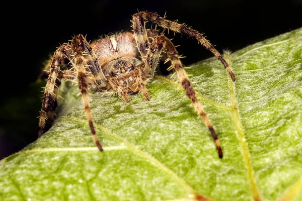 Vadászat Pók Pók Csomagolás Zsákmányt Selyem Fekete Sötét Háttér Vadászat — Stock Fotó