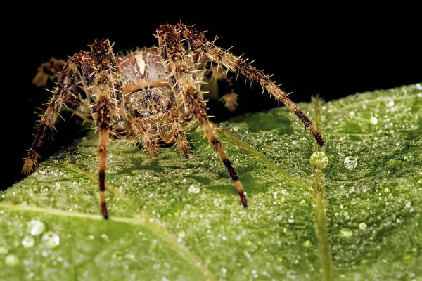 Aranha Caça Aranha Embrulhando Sua Presa Seda Fundo Preto Escuro — Fotografia de Stock