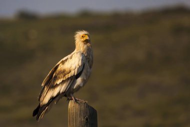 Uçan Akbaba. Mavi gökyüzü arka planı. Mısır Akbabası. Neofron percnopterus.