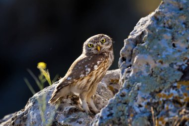 Küçük baykuş. Doğa habitat arka plan.