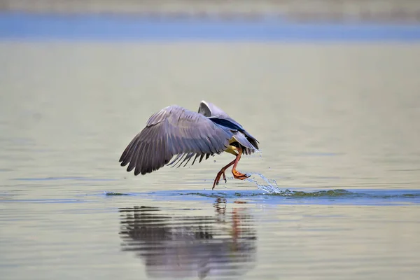 鳥のワシを狩る黒い王冠ナイトヘロン ニクティコラックス ナイキコラックス — ストック写真