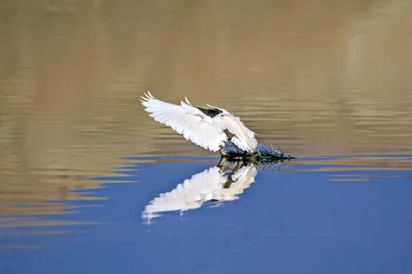 Witte Reiger Kleurrijke Natuur Achtergrond Vogel Kleine Zilverreiger Egretta Garzetta — Stockfoto