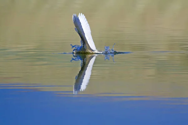 Czapka Biała Kolorowe Tło Przyrodnicze Ptak Mały Egret Egretta Garzetta — Zdjęcie stockowe