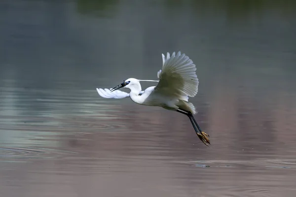 Héron Blanc Fond Naturel Coloré Oiseau Petite Aigrette Egretta Garzetta — Photo