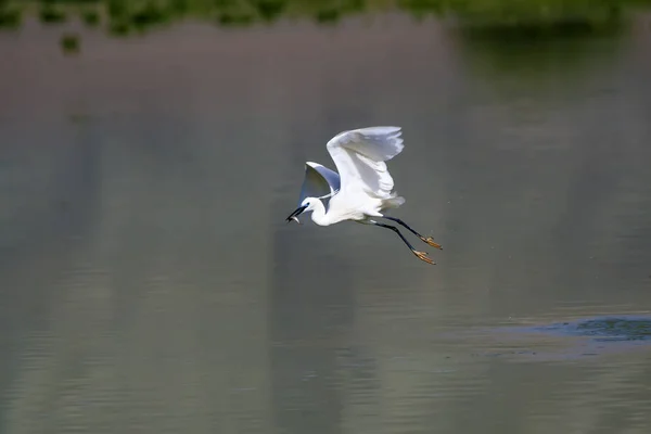 Czapka Biała Kolorowe Tło Przyrodnicze Ptak Mały Egret Egretta Garzetta — Zdjęcie stockowe