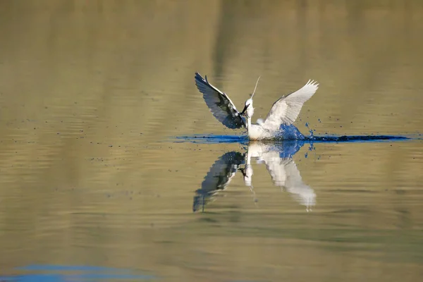 Bílý Býk Barevný Přírodní Pozadí Ptáček Malý Egret Tgretta Garzetta — Stock fotografie