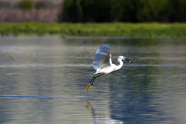 Garça Branca Fundo Natureza Colorida Pequeno Egret Egretta Garzetta — Fotografia de Stock