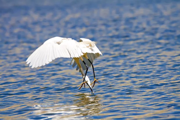 Beyaz ot. Renkli doğa arka plan. Kuş: Küçük Egret. Egretta garzetta. 