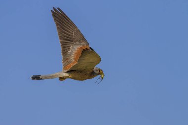 Avile uçan şahin. Mavi gökyüzü arka planı. Kuş: Küçük Kerkenez. Falco naumanni.
