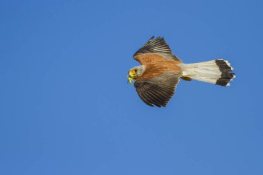 Avile uçan şahin. Mavi gökyüzü arka planı. Kuş: Küçük Kerkenez. Falco naumanni.