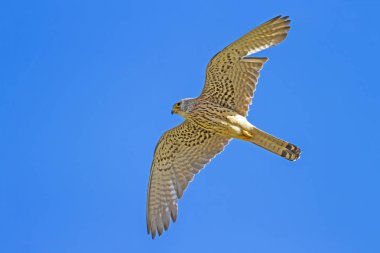 Avile uçan şahin. Mavi gökyüzü arka planı. Kuş: Küçük Kerkenez. Falco naumanni.