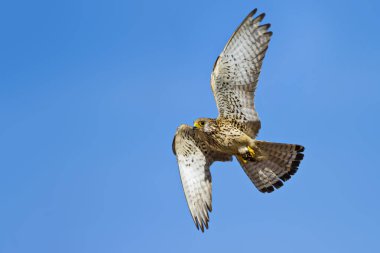 Avile uçan şahin. Mavi gökyüzü arka planı. Kuş: Küçük Kerkenez. Falco naumanni.