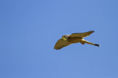 Avile uçan şahin. Mavi gökyüzü arka planı. Kuş: Küçük Kerkenez. Falco naumanni.
