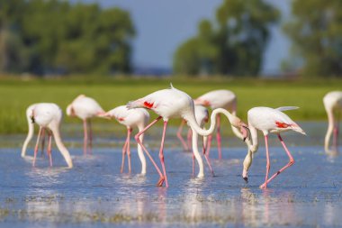 Renkli kuş Büyük Flamingo. Phoenicopterus roseus. Yeşil doğa ve su arka planı.