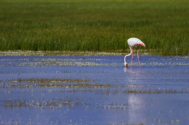 Renkli kuş Büyük Flamingo. Phoenicopterus roseus. Yeşil doğa ve su arka planı.