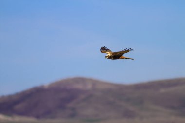 Hawk. Doğa arka planı. Batı Bataklık Harrier.
