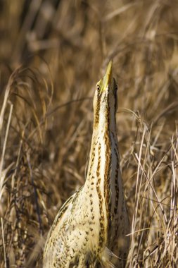 Doğa ve kuş. Kuş: Avrasya Bittern. Botaurus stellaris. Sarı kahverengi habitat arka plan. 
