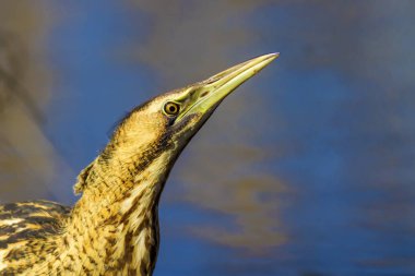 Doğa ve kuş. Kuş: Avrasya Bittern. Botaurus stellaris. Sarı kahverengi habitat arka plan. 