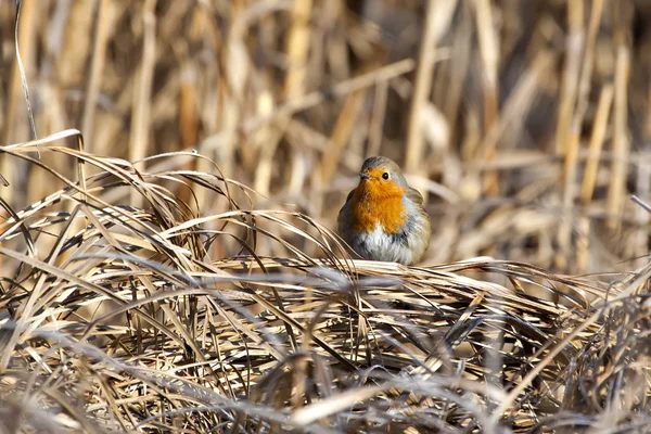 Joli Robin Des Oiseaux Nature Habitat Fond — Photo